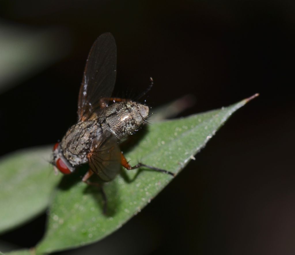 Helina sp. femmina (Muscidae)